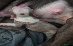 Boston Terrier dogs for sale: Outstanding Blue/Champagne Boston pups - Image 6