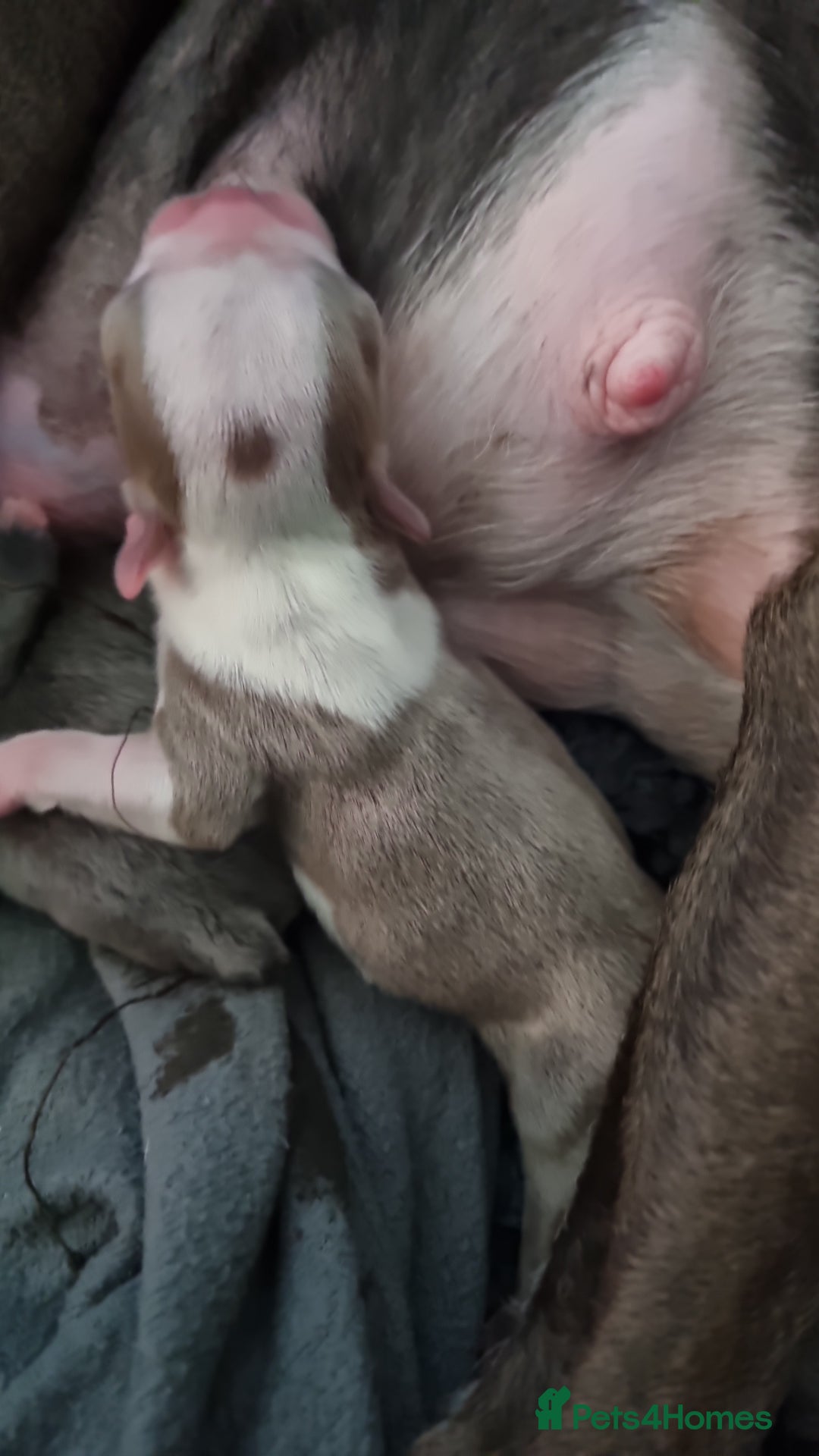 Boston Terrier dogs for sale: Outstanding Blue/Champagne Boston pups - Image 6