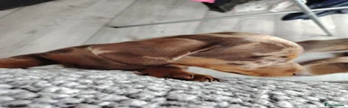 Miniature Dachshund 3