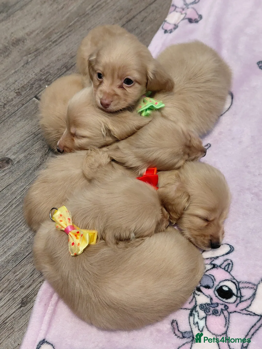 Miniature Dachshund dogs for sale: Sweetest Longhaired/One S.Haired Mini's 🤎🐾 - Advert 29