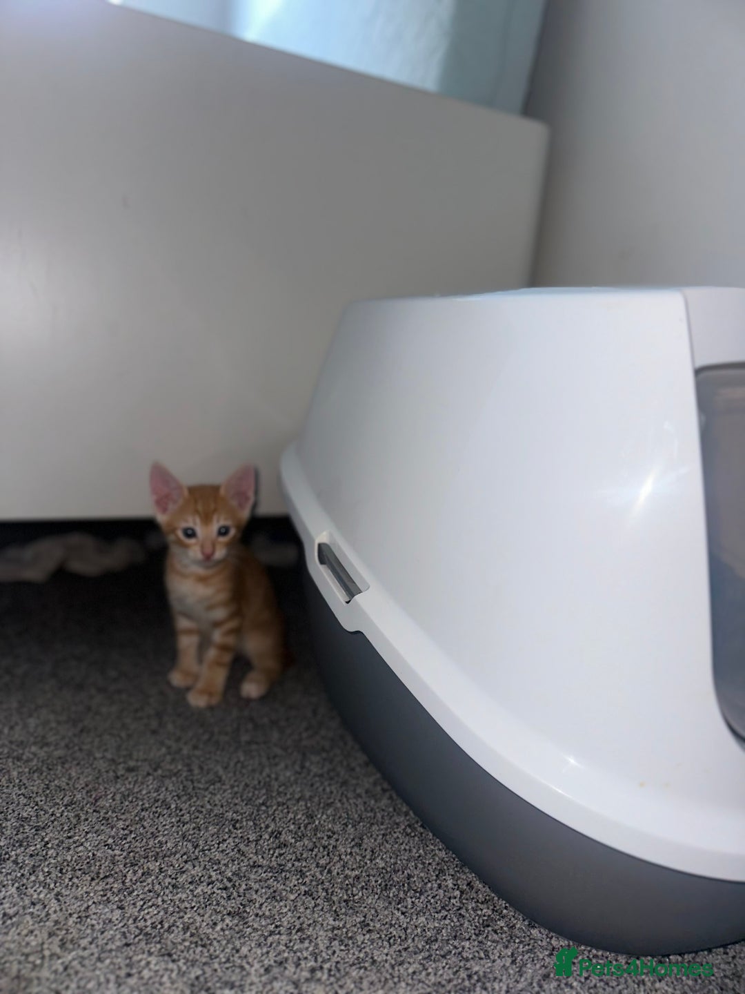 Manx cats for sale: Beautiful Banx Kittens  - Image 7