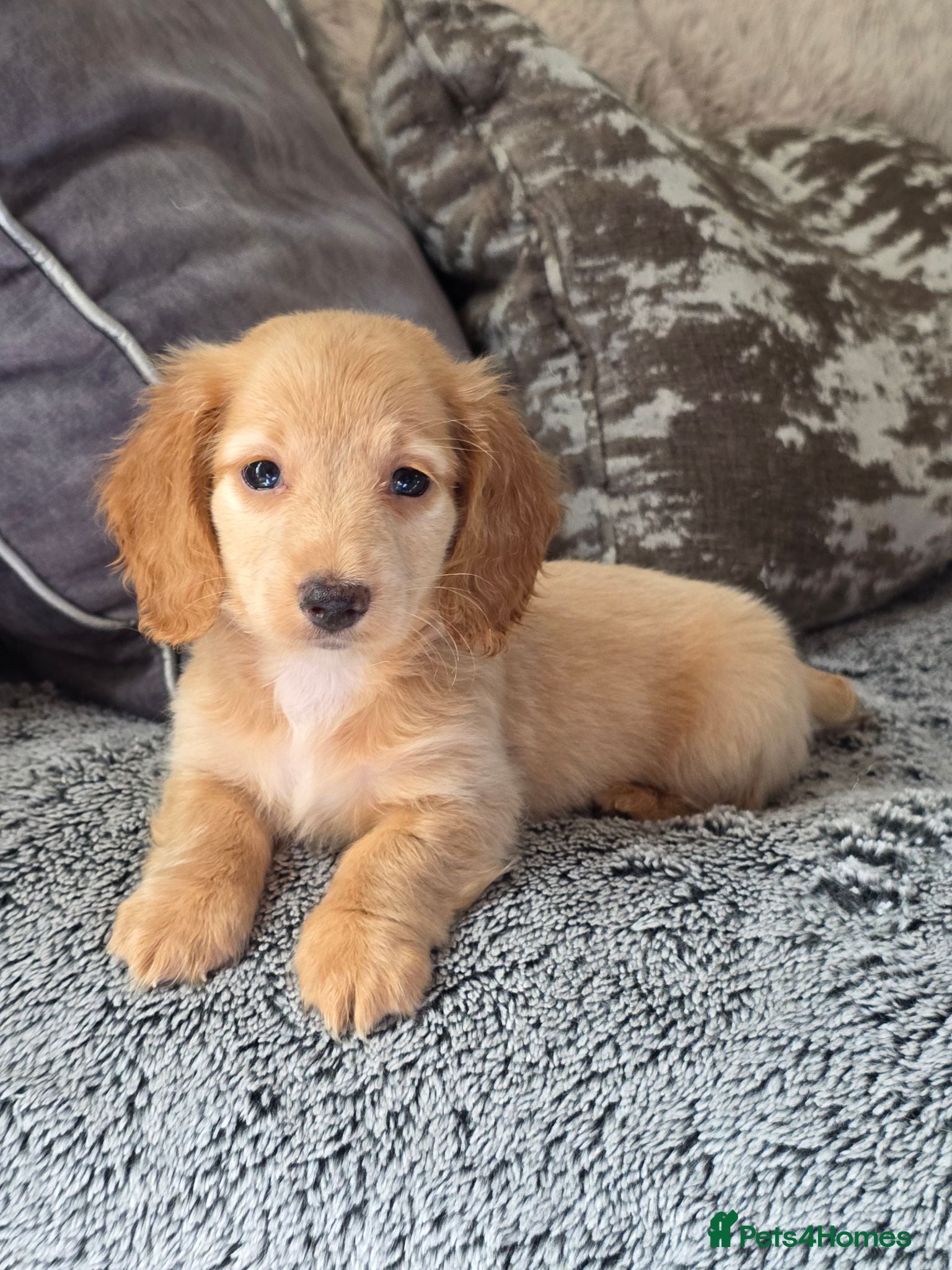 Miniature Dachshund dogs Cream male miniature Dachshund males - Advert 9