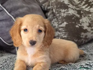 Miniature Dachshund dogs Cream male miniature Dachshund males - Advert 9