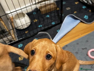 Labrador Retriever dogs KC Fox Red Labrador Pups - Health tested. 1 left - Advert 1