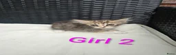 Siberian cats for sale: 3 Beautiful Siberian Kittens - Ready to leave now! - Advert 7