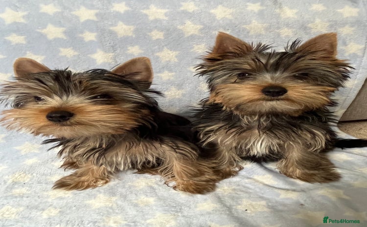 Yorkshire Terrier dogs - Advert 4