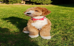 Cockapoo dogs for stud: Hip 0/0🌟 Elbow 0/0🌟 Australian Labradoodle - Advert 33