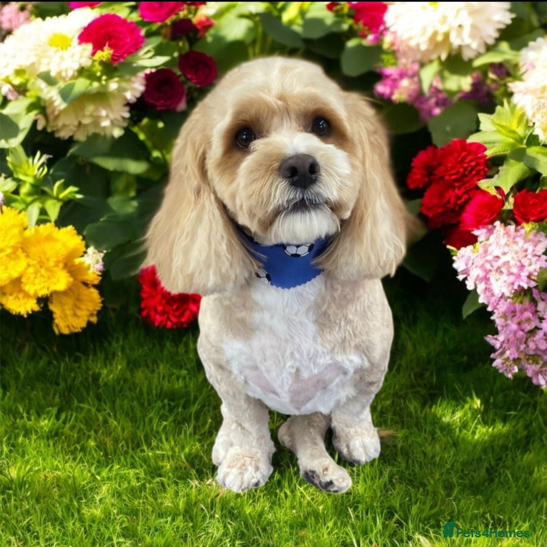 Shihpoo dogs for sale: Shihpoo  - Image 3