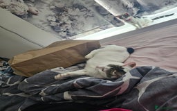 British Shorthair cats for sale: Female 1 year old - Image 5