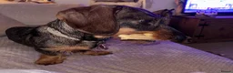 Dachshund dogs for sale: 2yr old female (Teckel) wire-haired Dachshund  - Advert 15