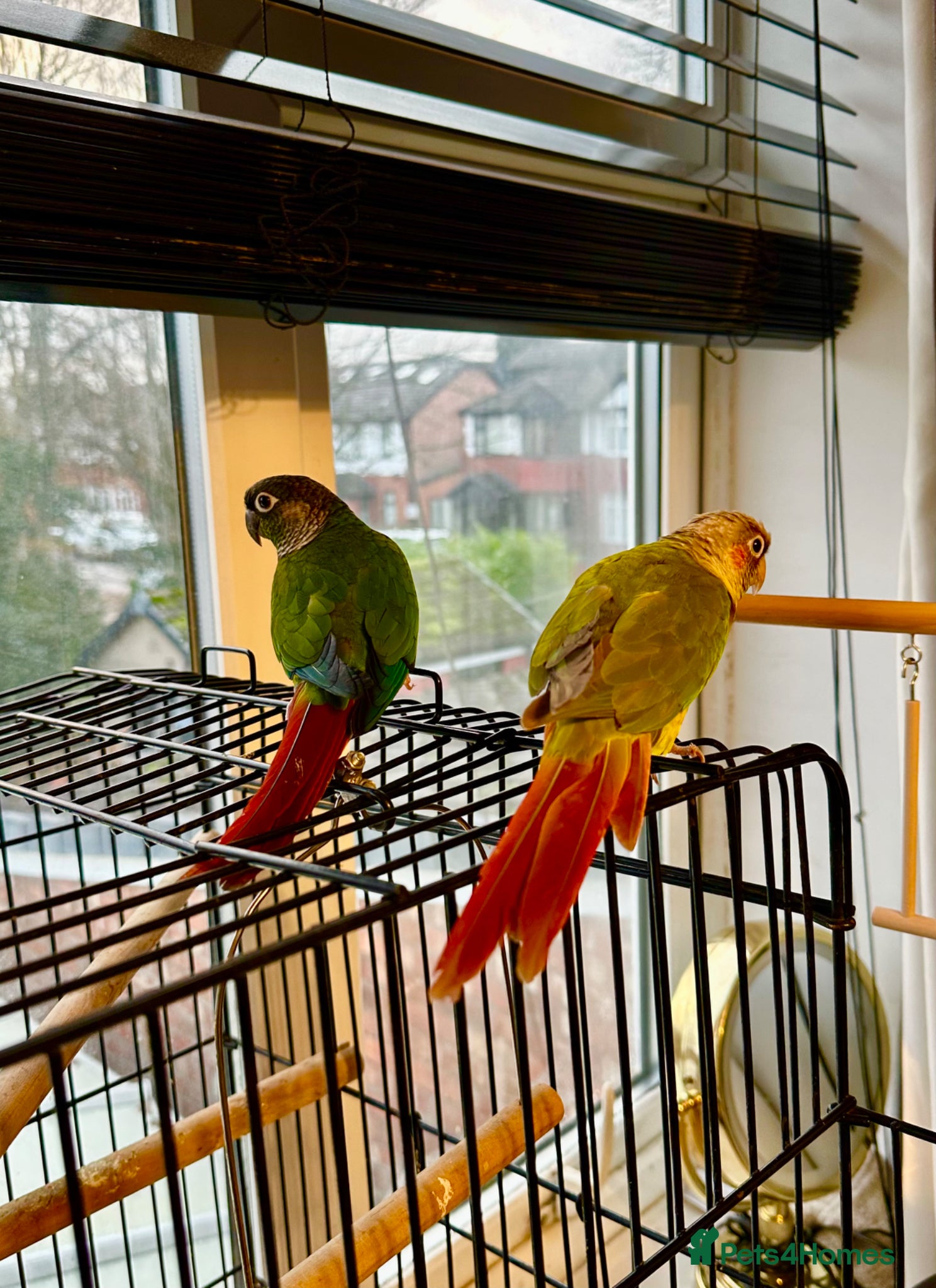 Conures birds Bonded Pair of Conures  - Advert 12