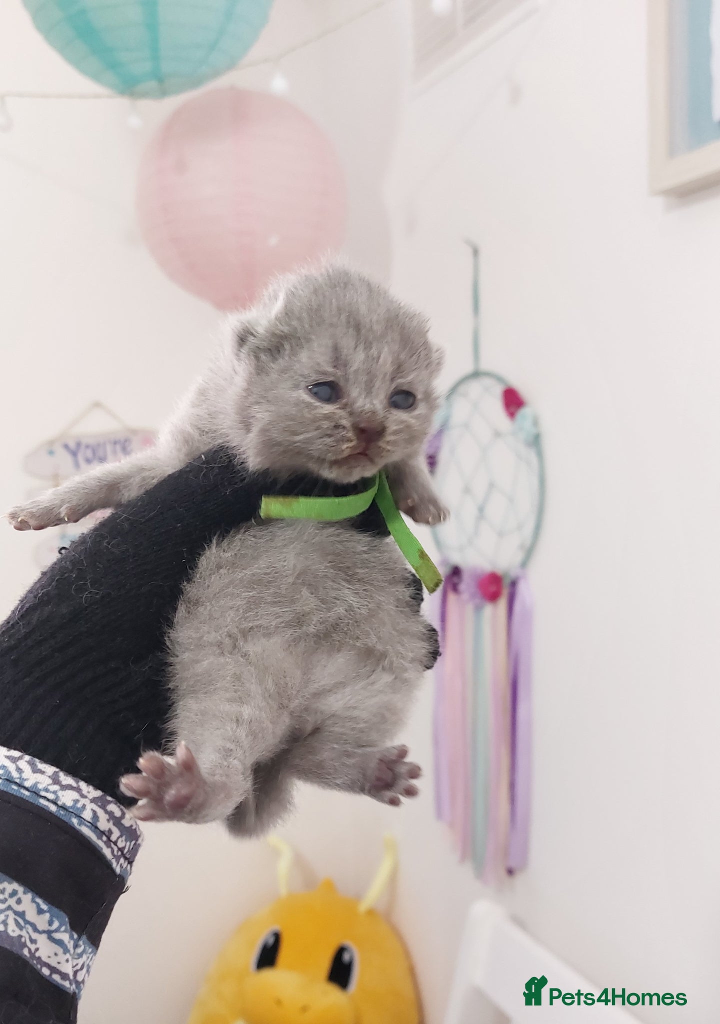 British Shorthair cats 🏆❤️‍🔥PRESTIGIOUS BABIES🏆🐻🐾 - Advert 1