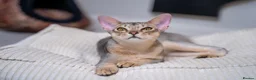 Abyssinian cats for sale: Super Cuddling Boy Champion Line 🏆 Silver Black - Advert 12