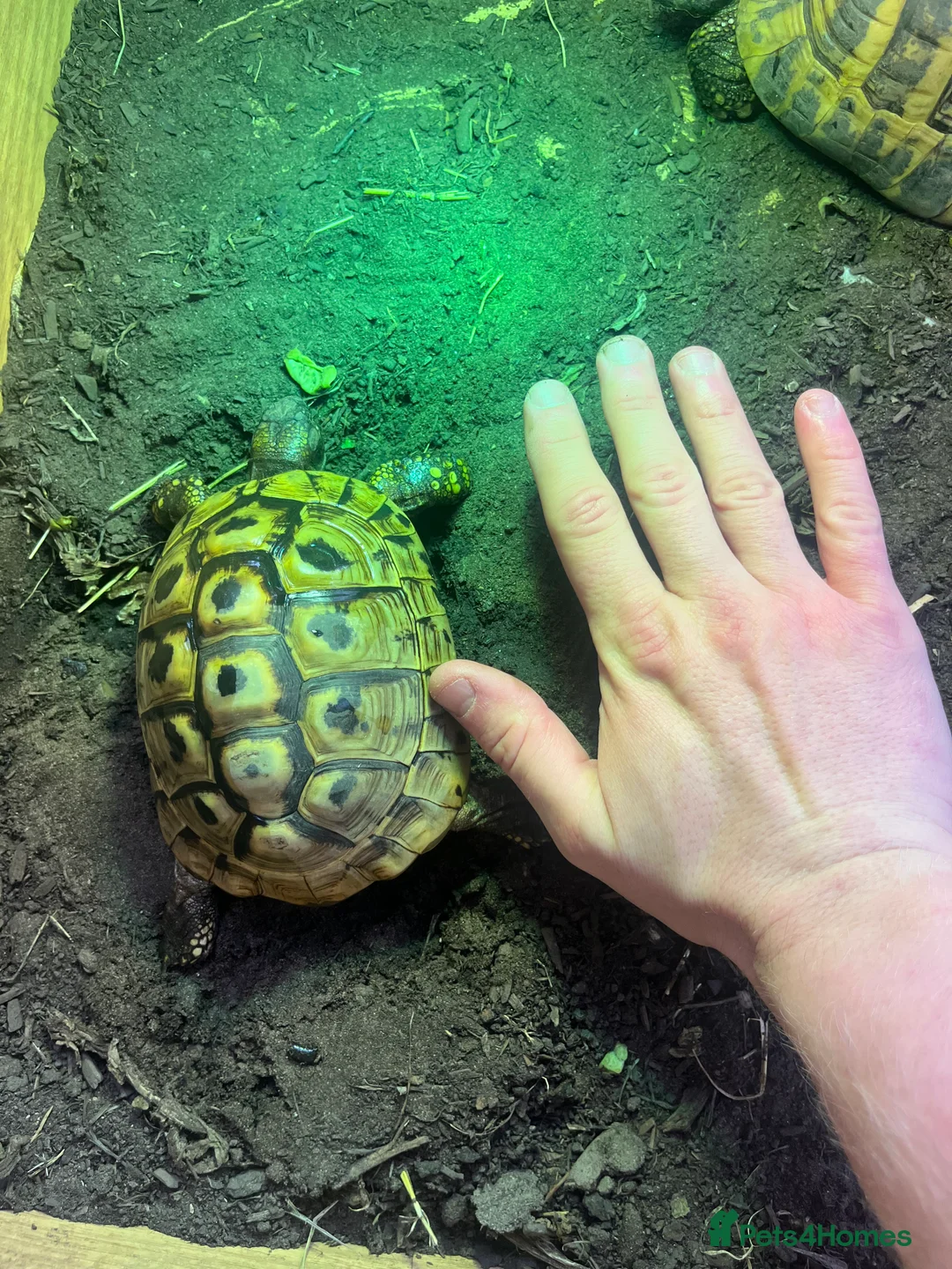 Hermann Tortoise reptiles for sale: Group of Hermann’s tortoise for sale - Advert 9