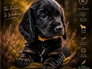 Cocker Spaniel dogs KC Working Cocker Pups. Health tested. FTCH Lines. - Advert 1