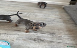 Miniature Dachshund dogs for sale: Miniature dachshunds baby’s for sale  - Image 3