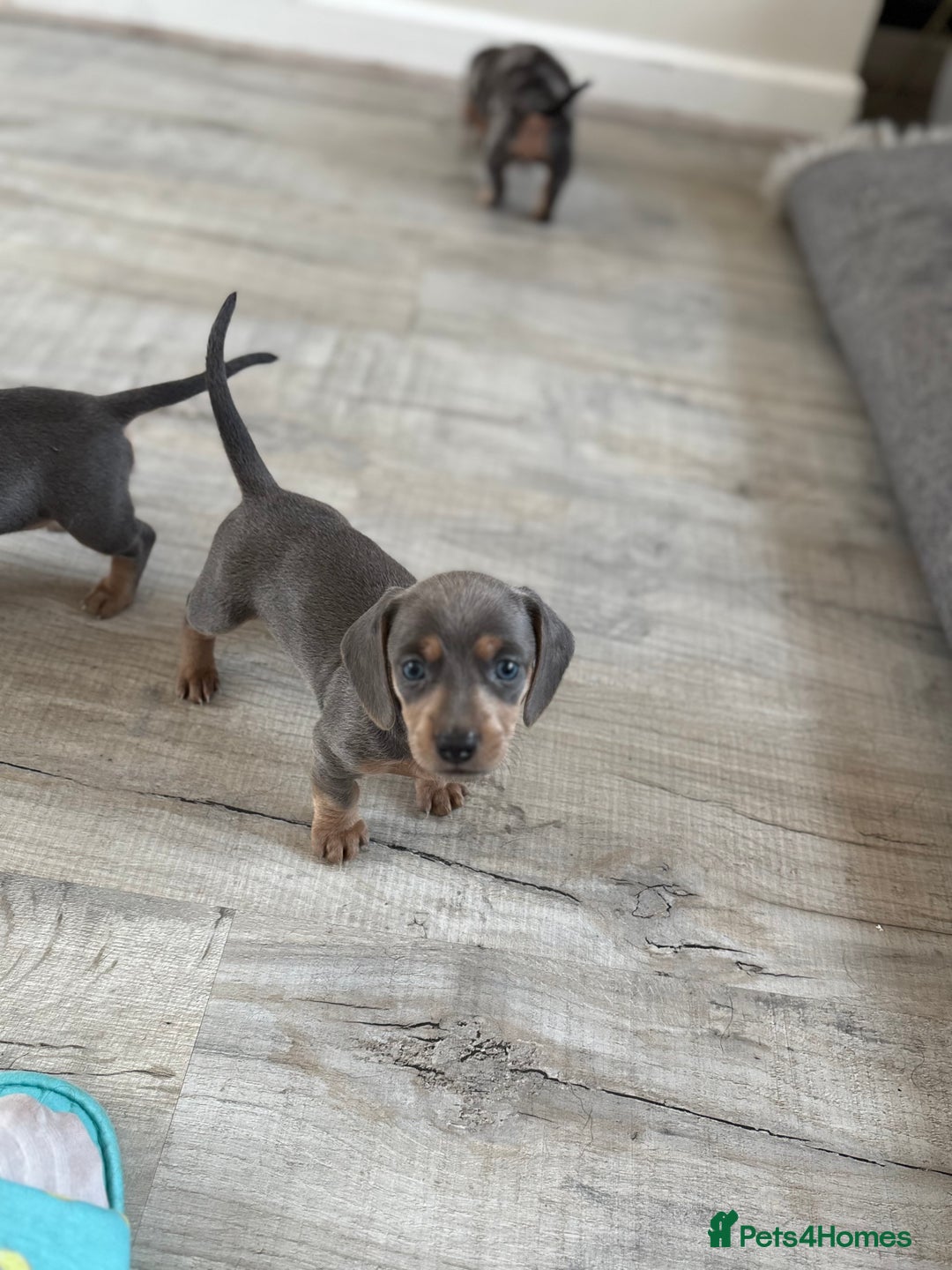 Miniature Dachshund dogs for sale: Miniature dachshunds baby’s for sale  - Image 3