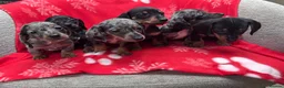 Miniature Dachshund dogs for sale: ****6 beautiful boys 💙💙*** - Advert 9