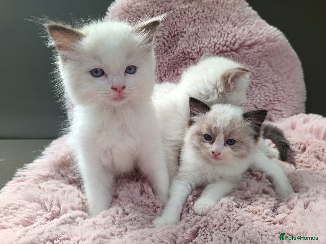 Ragdoll cats for sale: ***Ready Now Ragdoll Boys Ready For New Homes. - Image 19