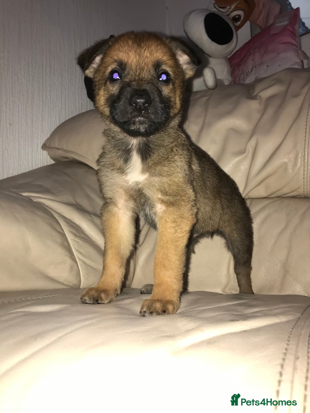 Belgian Shepherd Dog dogs for sale: Belgian Malinois puppy’s  - Image 28