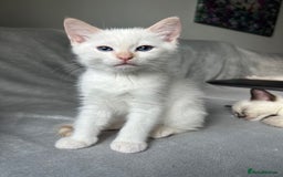 Ragdoll cats for sale: Flame lynx point Ragdoll x kitten Ready to leave - Image 5