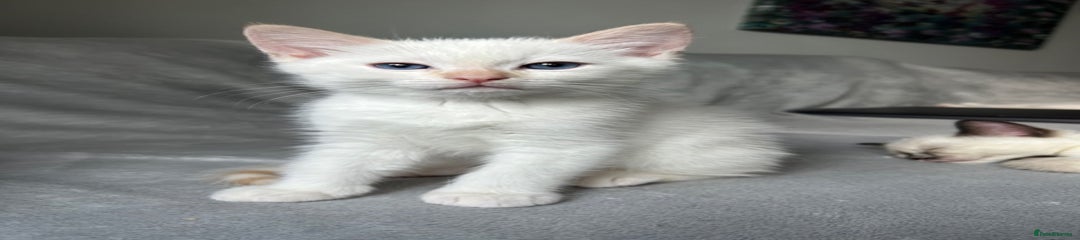 Ragdoll Kitten 2