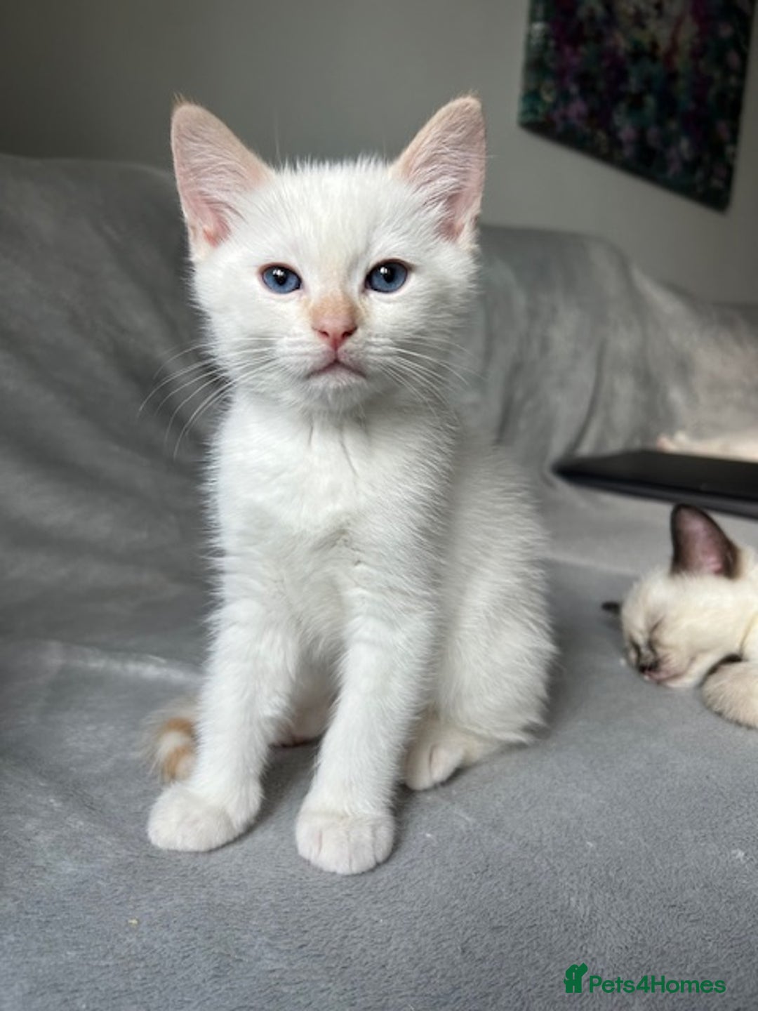 Ragdoll cats for sale: Flame lynx point Ragdoll x kitten Ready to leave - Image 5