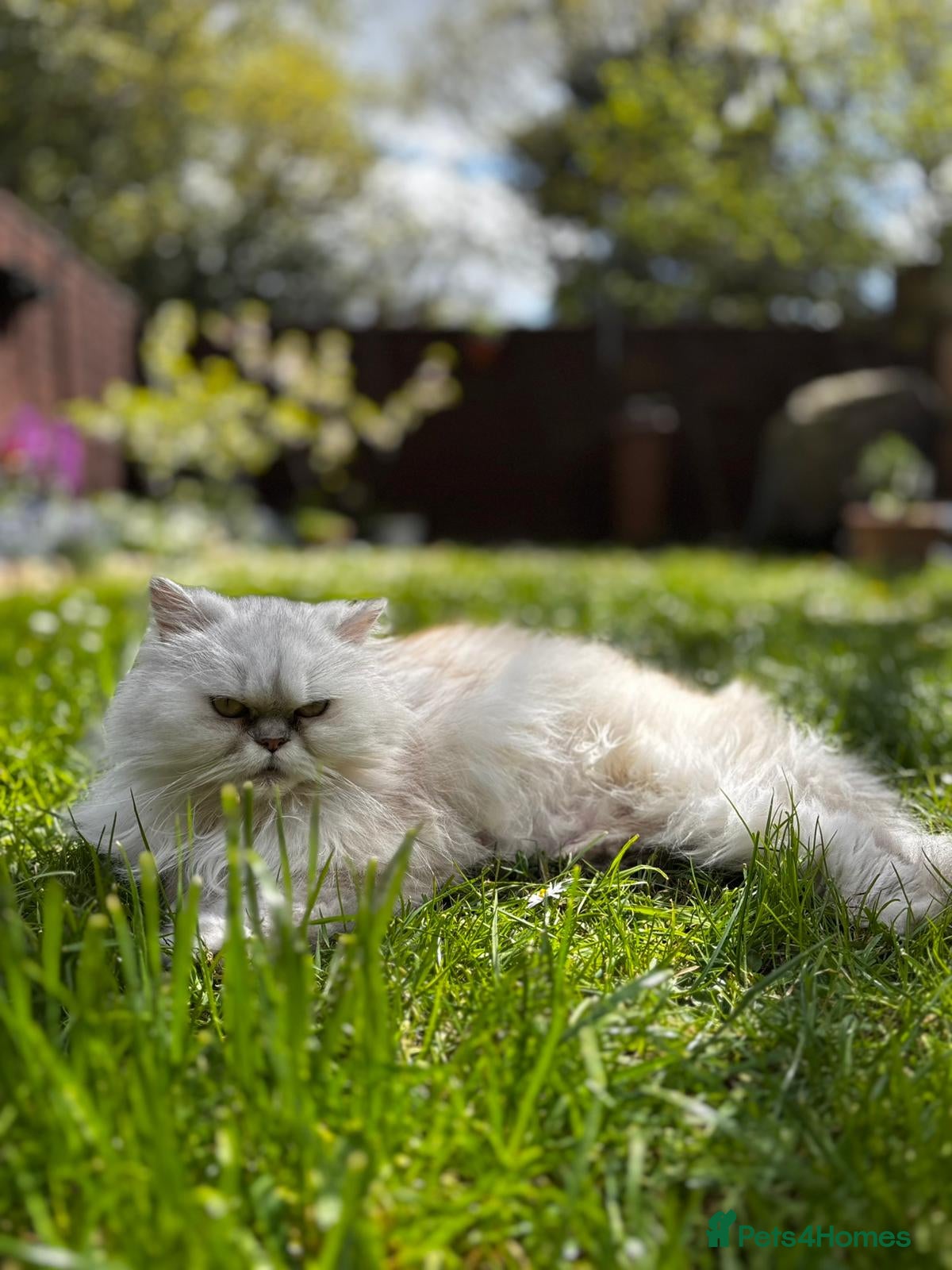 Persian cats Persian kitten - Advert 2