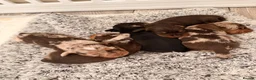 Dachshund dogs for sale: Meet Our Adorable Wire-haired Dachshund Puppies!  in Morpeth - Advert 2