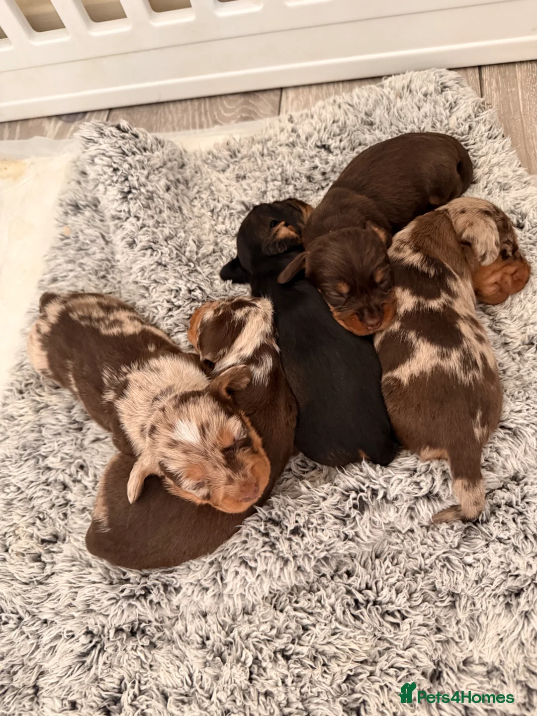 Dachshund dogs for sale: Meet Our Adorable Wire-haired Dachshund Puppies!  in Morpeth - Advert 2