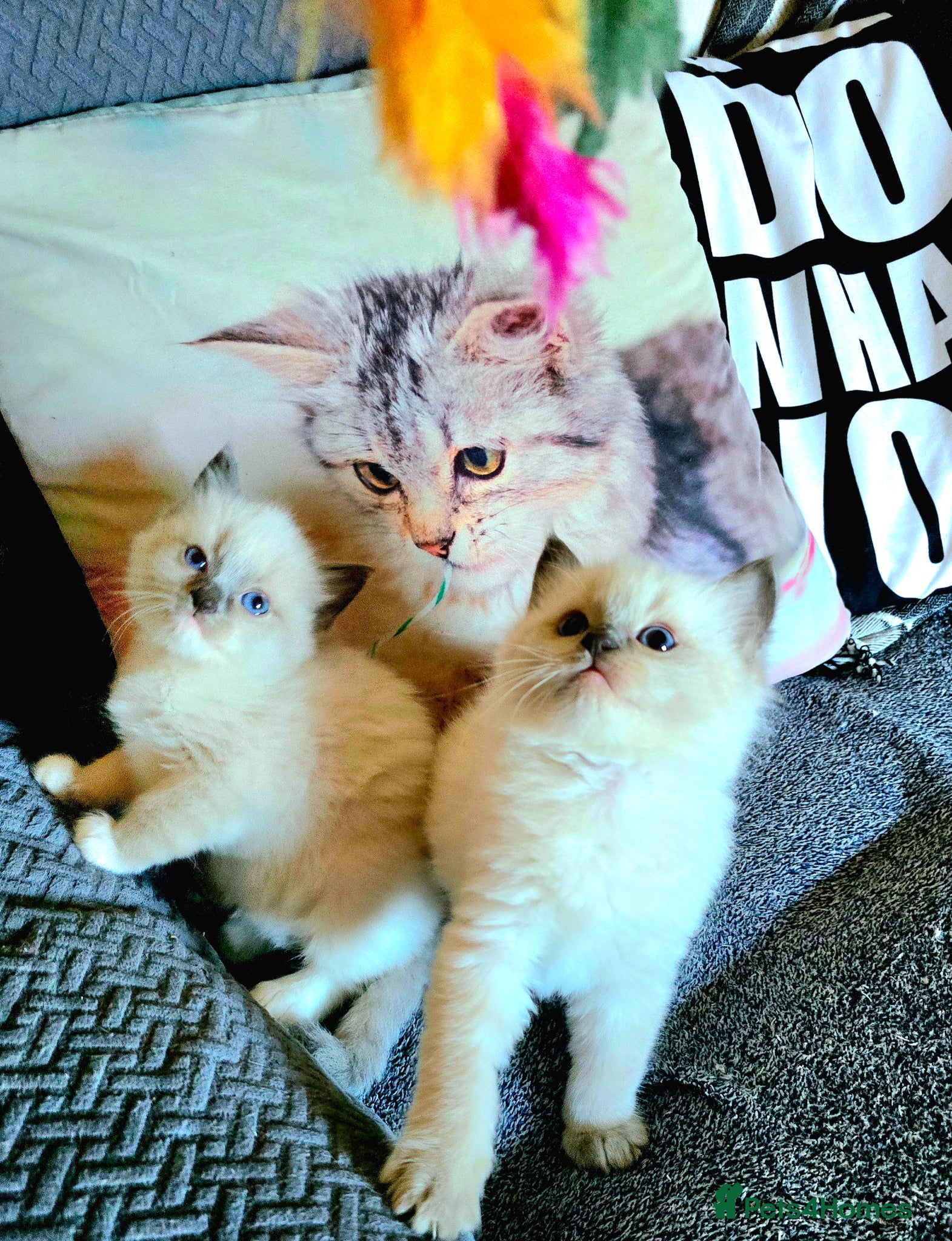 Ragdoll cats Radgolls kittens  - Advert 2