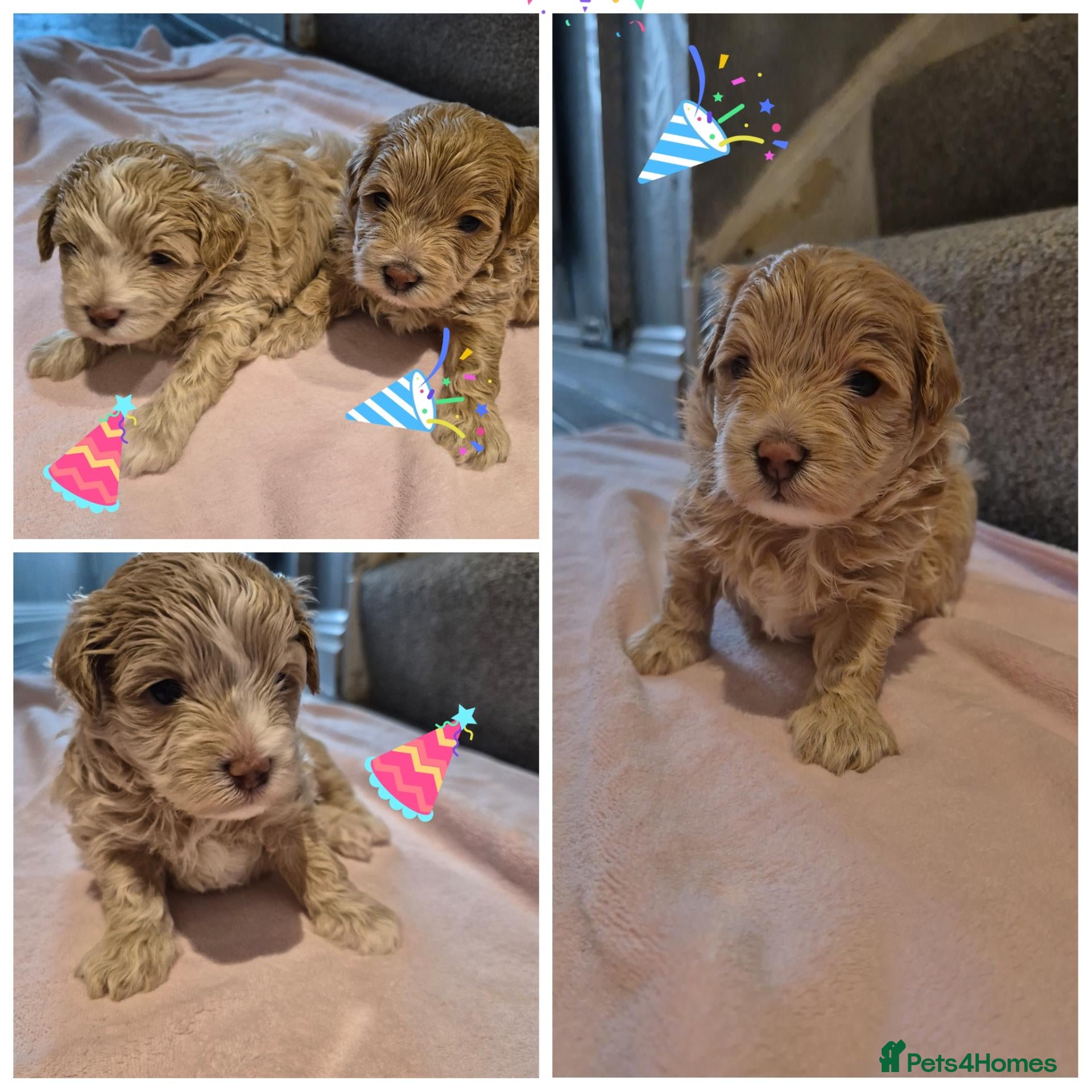Maltipoo dogs Malitpoo 2 left  - Advert 1
