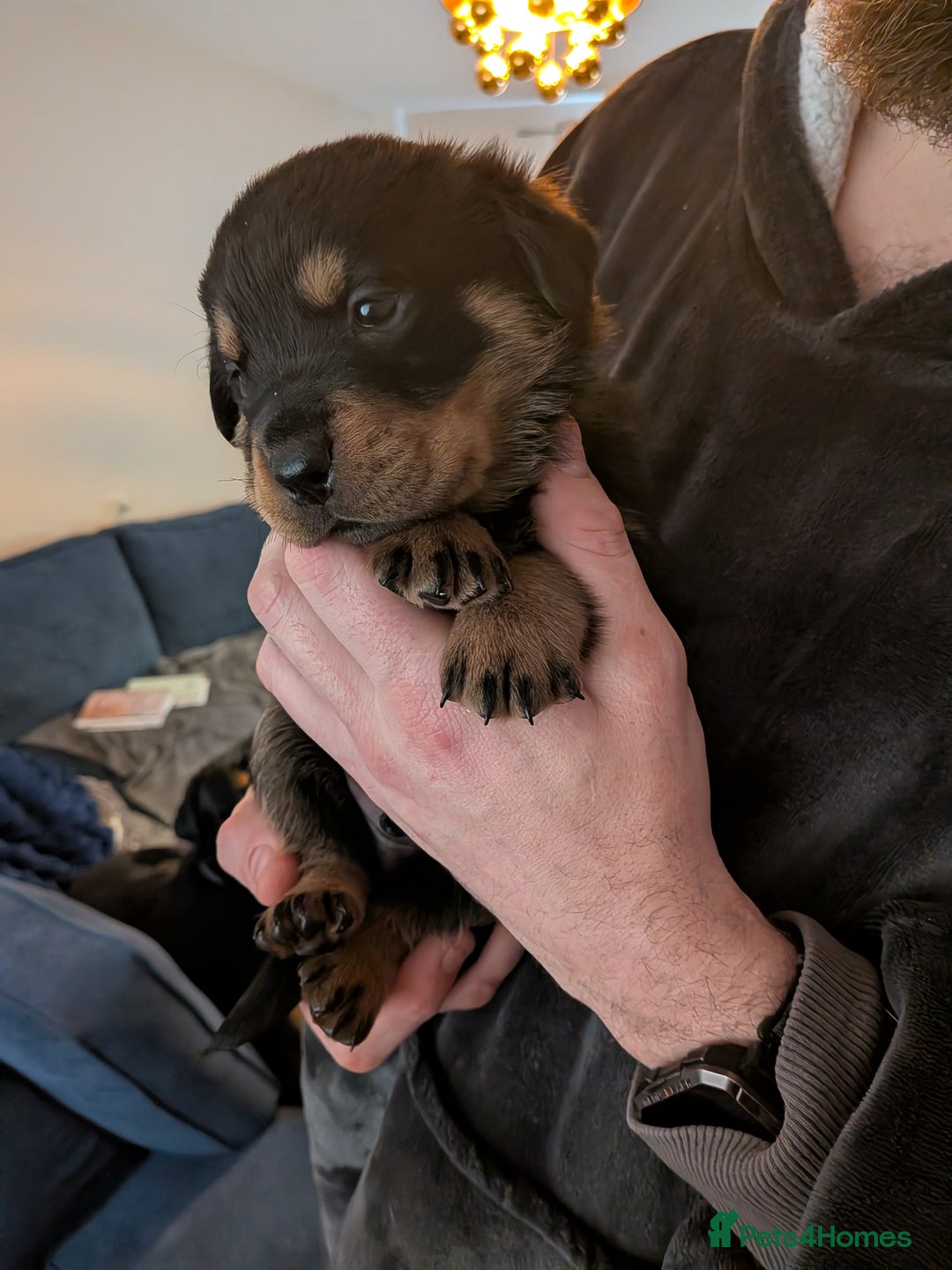 Rottweiler dogs for sale: ⭐ Rottweiler ⭐ - Advert 23