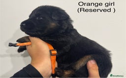 German Shepherd dogs for sale: GERMAN SHEPHERD LONG COATED PUPPIES - Image 8