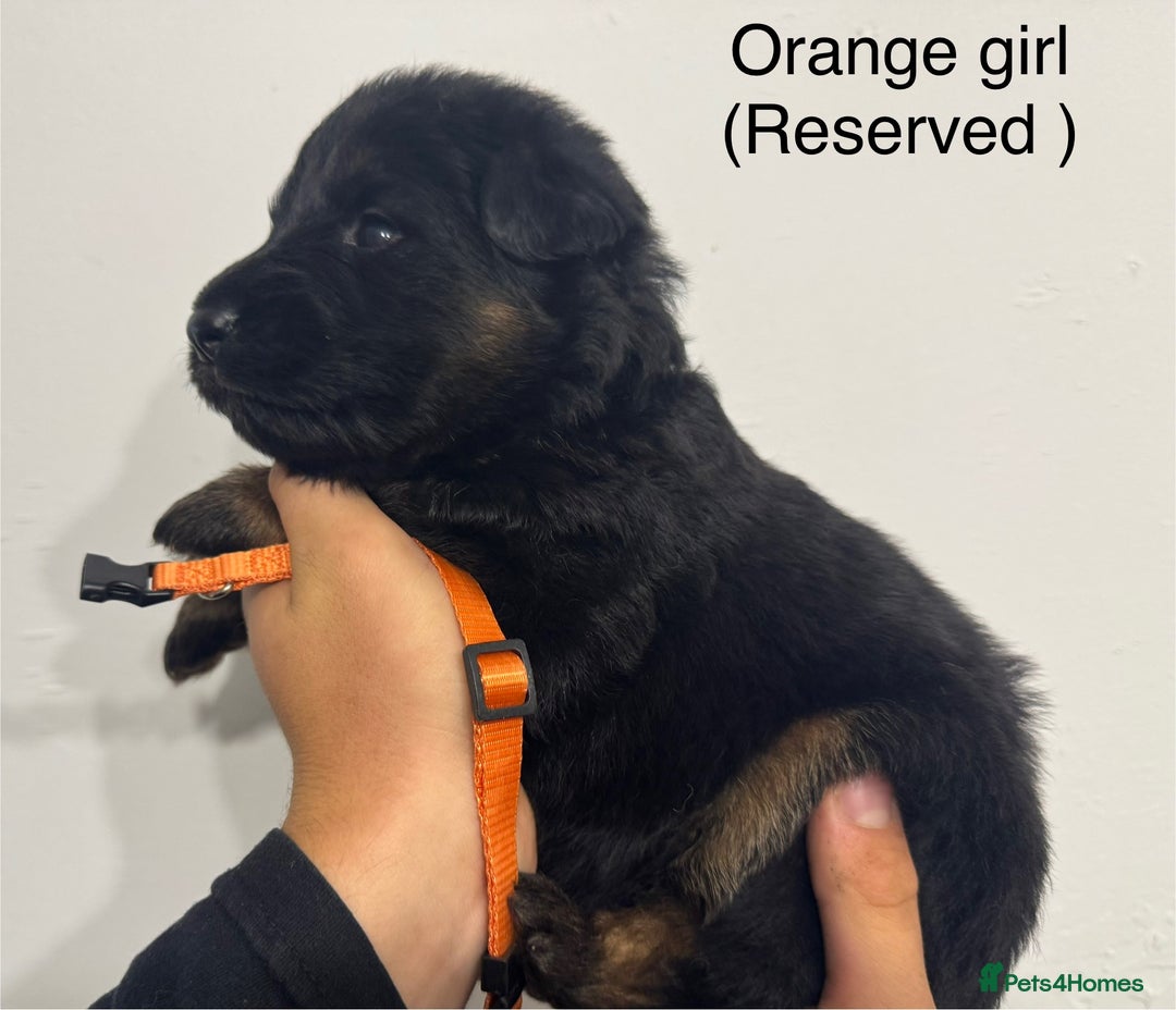 German Shepherd dogs for sale: GERMAN SHEPHERD LONG COATED PUPPIES - Image 8