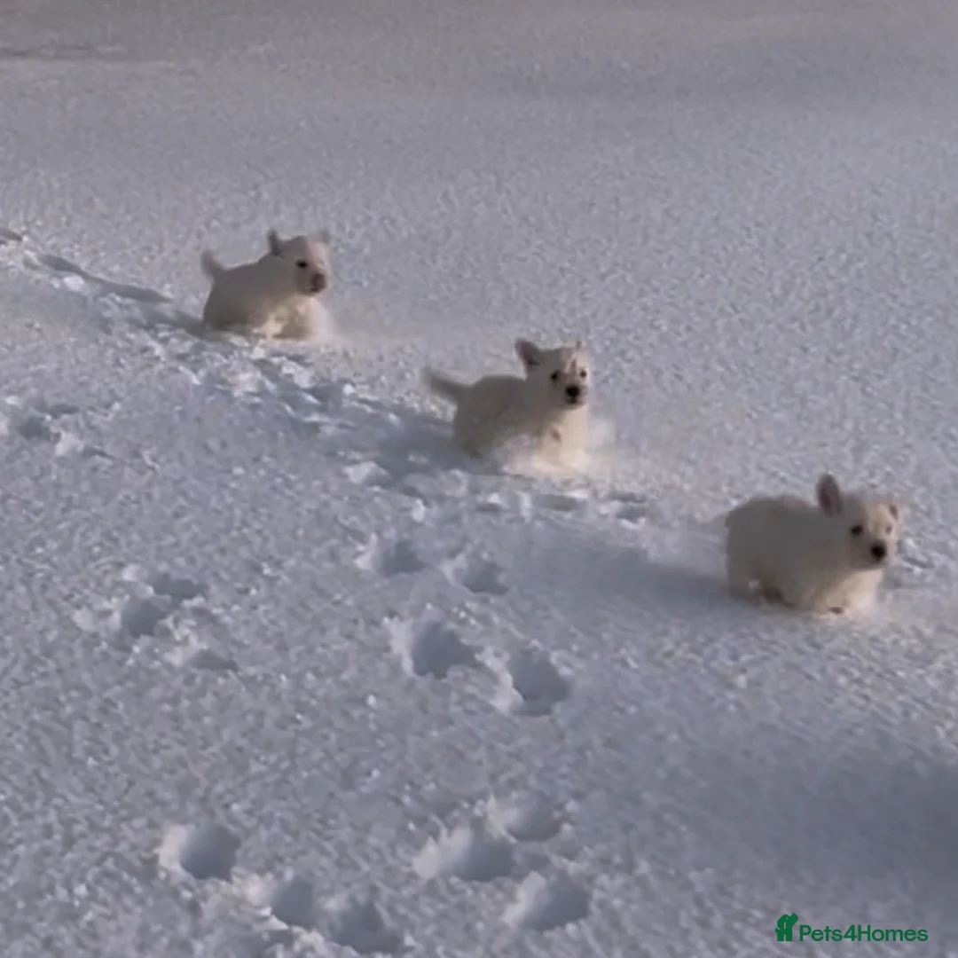 West Highland Terrier dogs for sale: Pedigree West Highland Terriers for sale.  - Advert 3