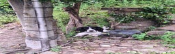 English Springer Spaniel dogs for stud: Beautiful Proven Springer Spaniel for stud. in Abertillery - Advert 8