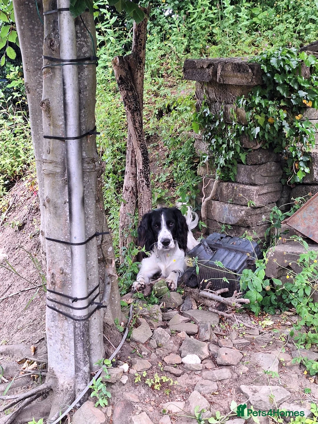 English Springer Spaniel dogs for stud: Beautiful Proven Springer Spaniel for stud. in Abertillery - Advert 9