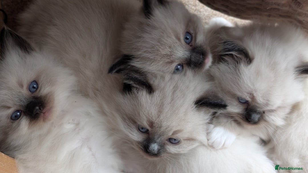 Ragdoll cats for sale: Purebred Ragdoll Kittens - Image 4