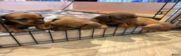Miniature Dachshund dogs for sale: Miniature Dachshund Puppies for sale KC  - Advert 2
