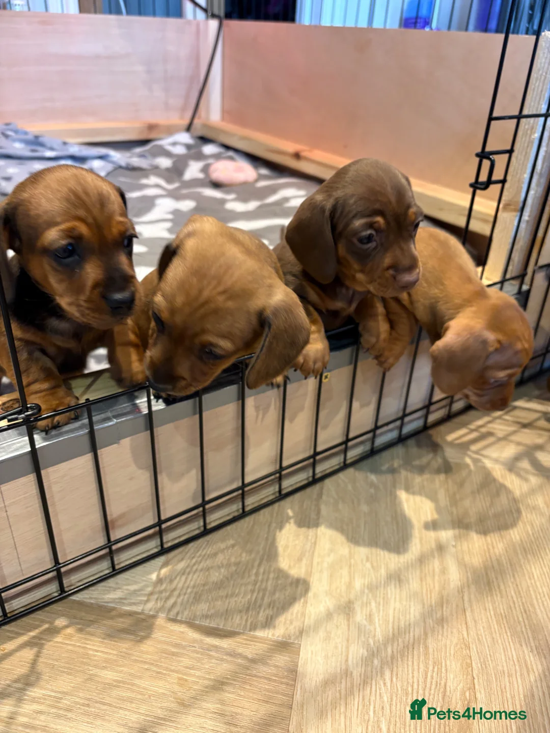 Miniature Dachshund dogs for sale: Miniature Dachshund Puppies for sale KC  - Advert 2