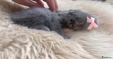 British Shorthair cats - Advert 6