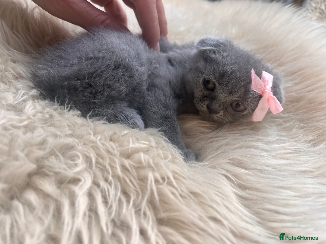 British Shorthair cats for sale: British shorthair fold - Image 3