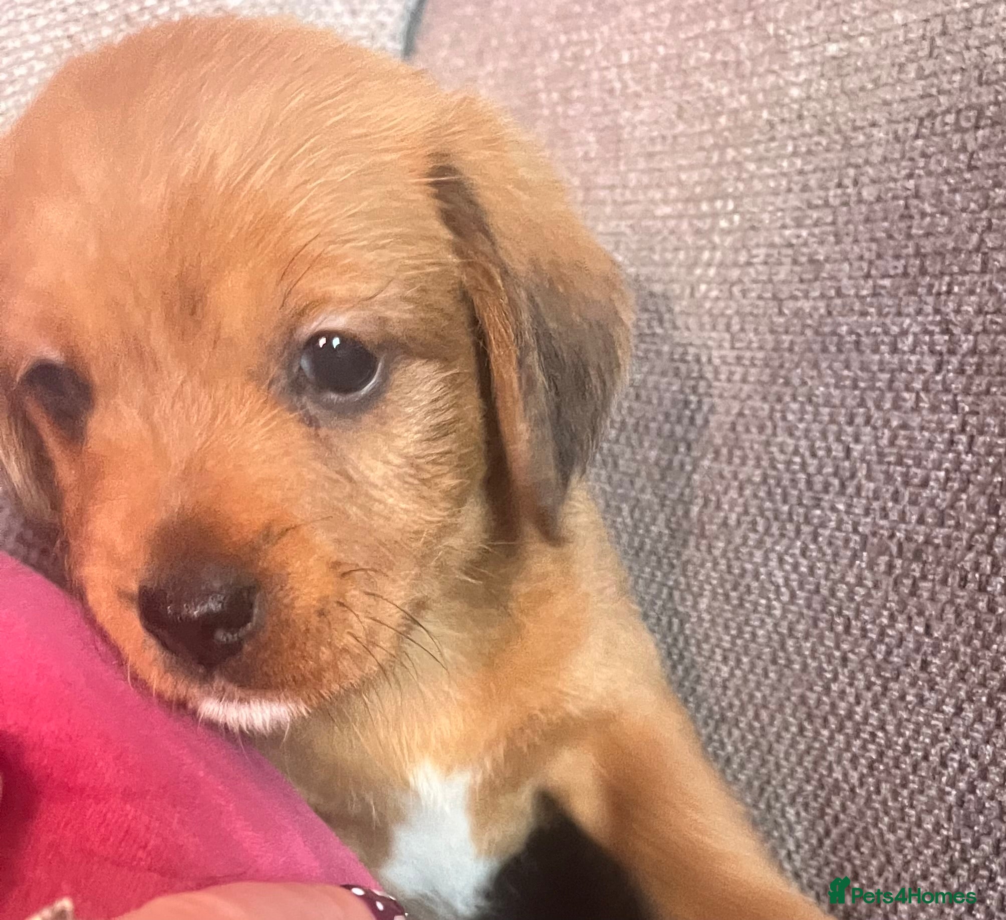 Doxiepoo dogs for sale: Doxiepoo puppies - Advert 2