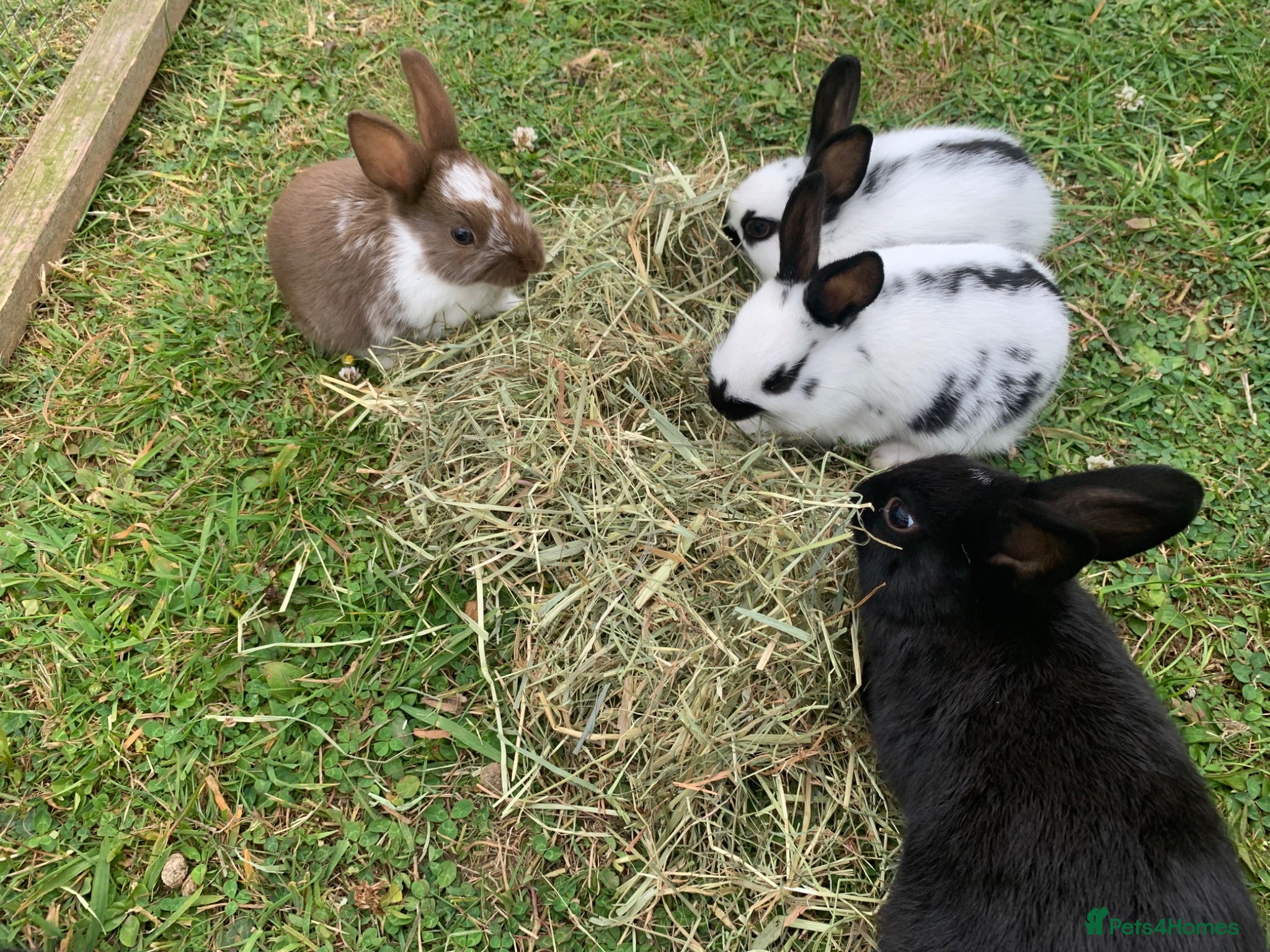 Mixed Breed rabbits Baby rabbits  - Advert 10