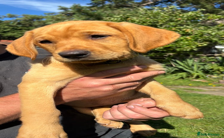 Labrador Retriever dogs - Advert 7