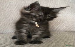 Maine Coon cats for sale: MaineCoon Kittens Black Smoke 1 Boy & 2 Girls - Image 29