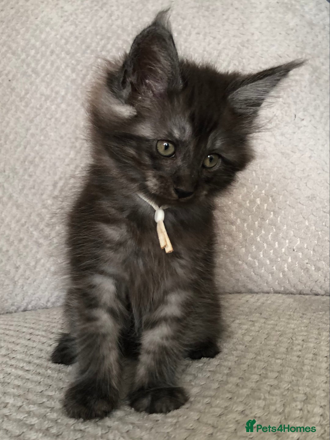 Maine Coon cats for sale: MaineCoon Kittens Black Smoke 1 Boy & 2 Girls - Image 29
