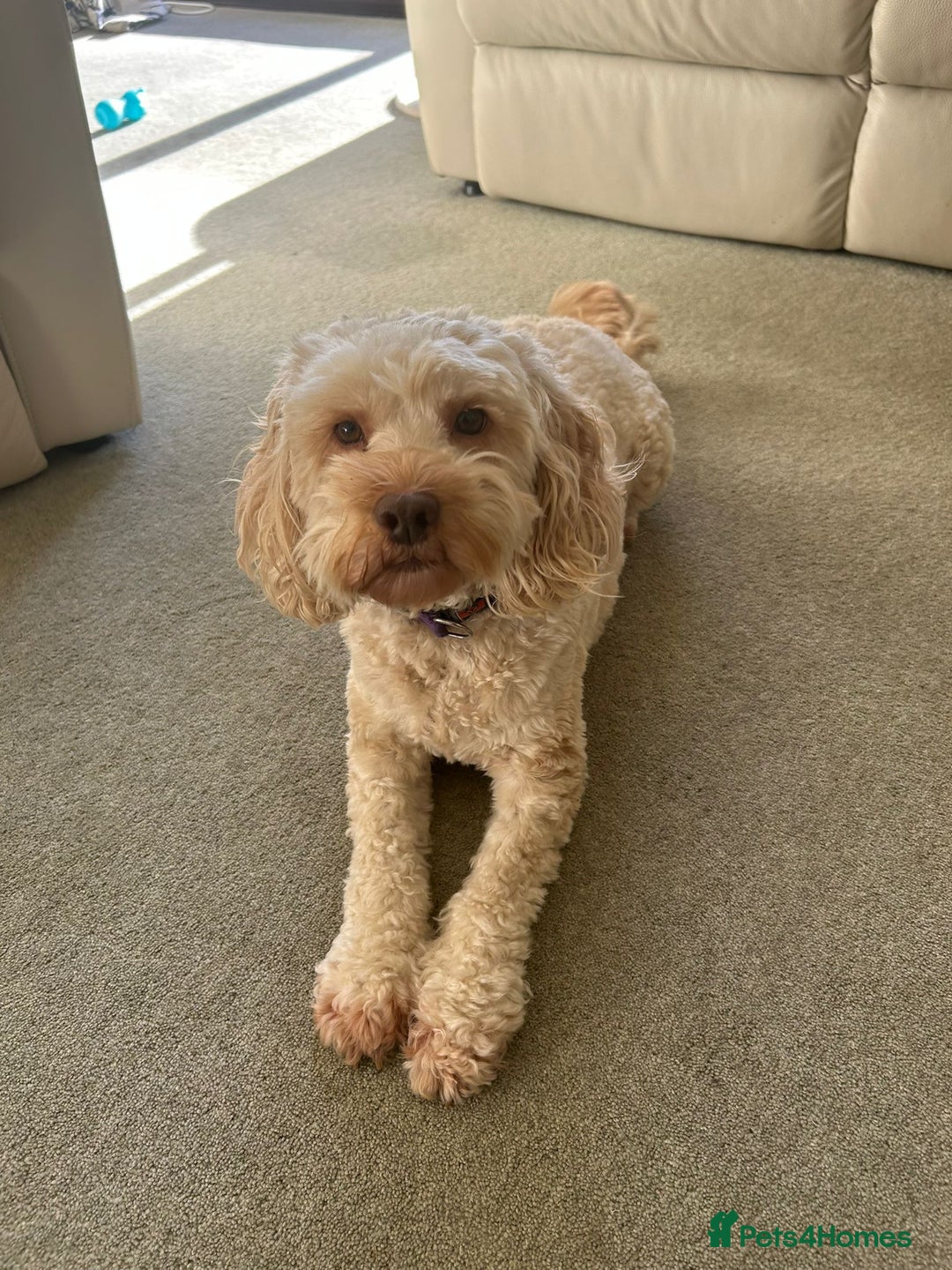 Cockapoo dogs for sale: 6 1/2 Year Old Cockapoo - Advert 4