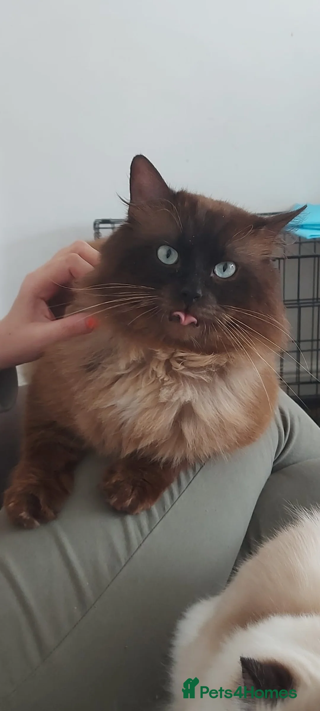 Ragdoll cats for stud: Proven chunky Ragdoll available for Stud  in Hull - Advert 7